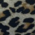 Leopardo